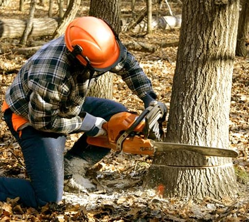 Tree Removal in Roaring Springs, TX